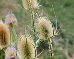 Thistles